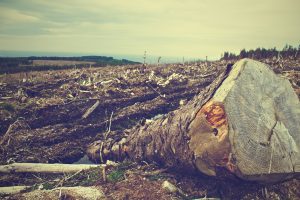 L&rsquo;écocide est un terme qui décrit la destruction massive et irréversible de l&rsquo;écosystème et des ressources naturelles de notre planète. Ce crime silencieux contre la Terre-Mère est souvent perpétré par des activités industrielles et humaines insensées, qui mettent en péril [&hellip;]